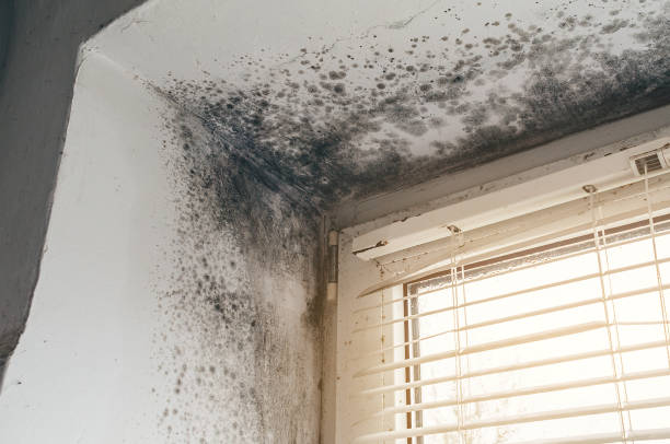 Affordable Attic Mold Remediation solutions in Winchester, IL